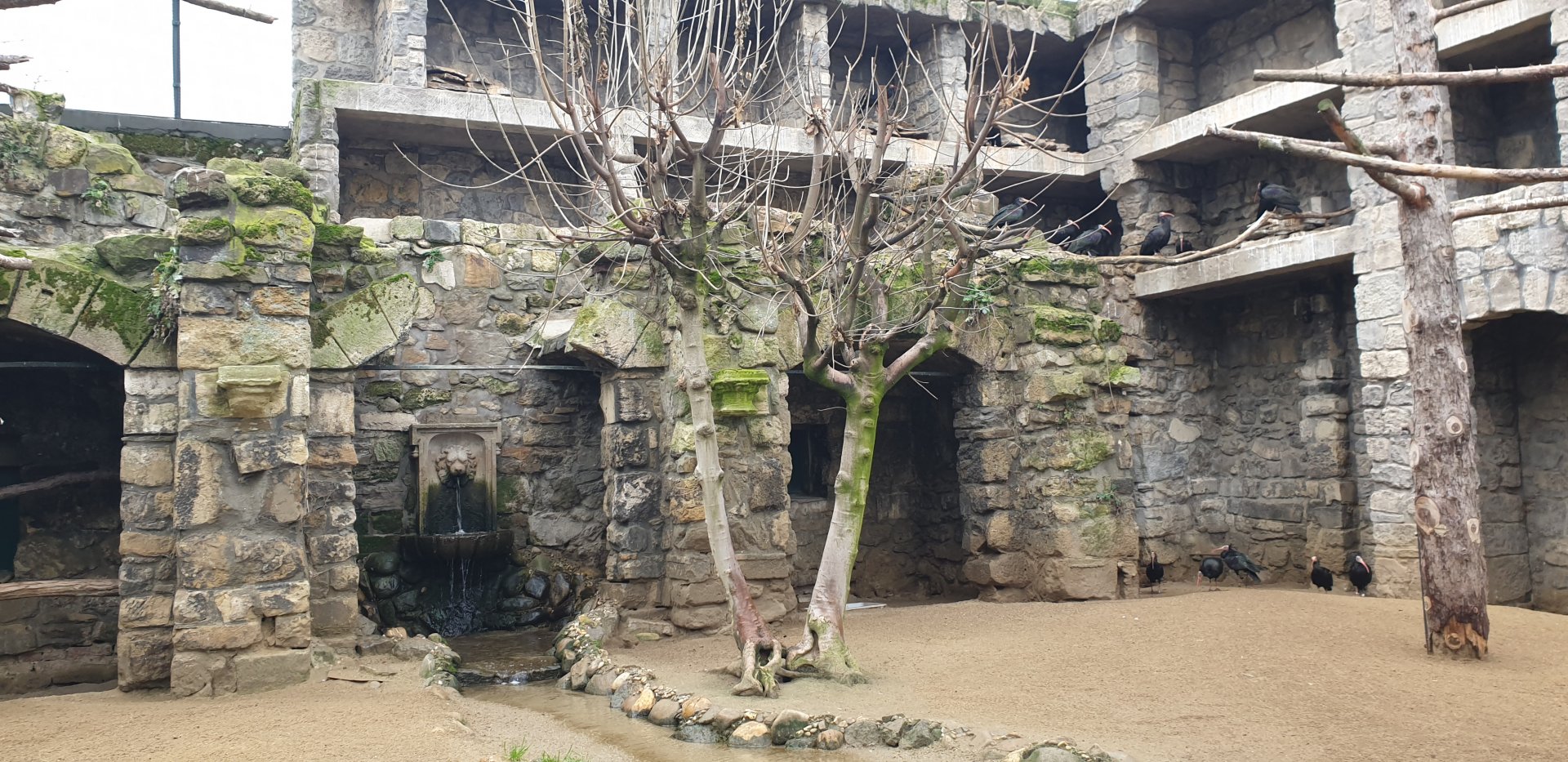 Walktrough Northern bald ibis Aviary