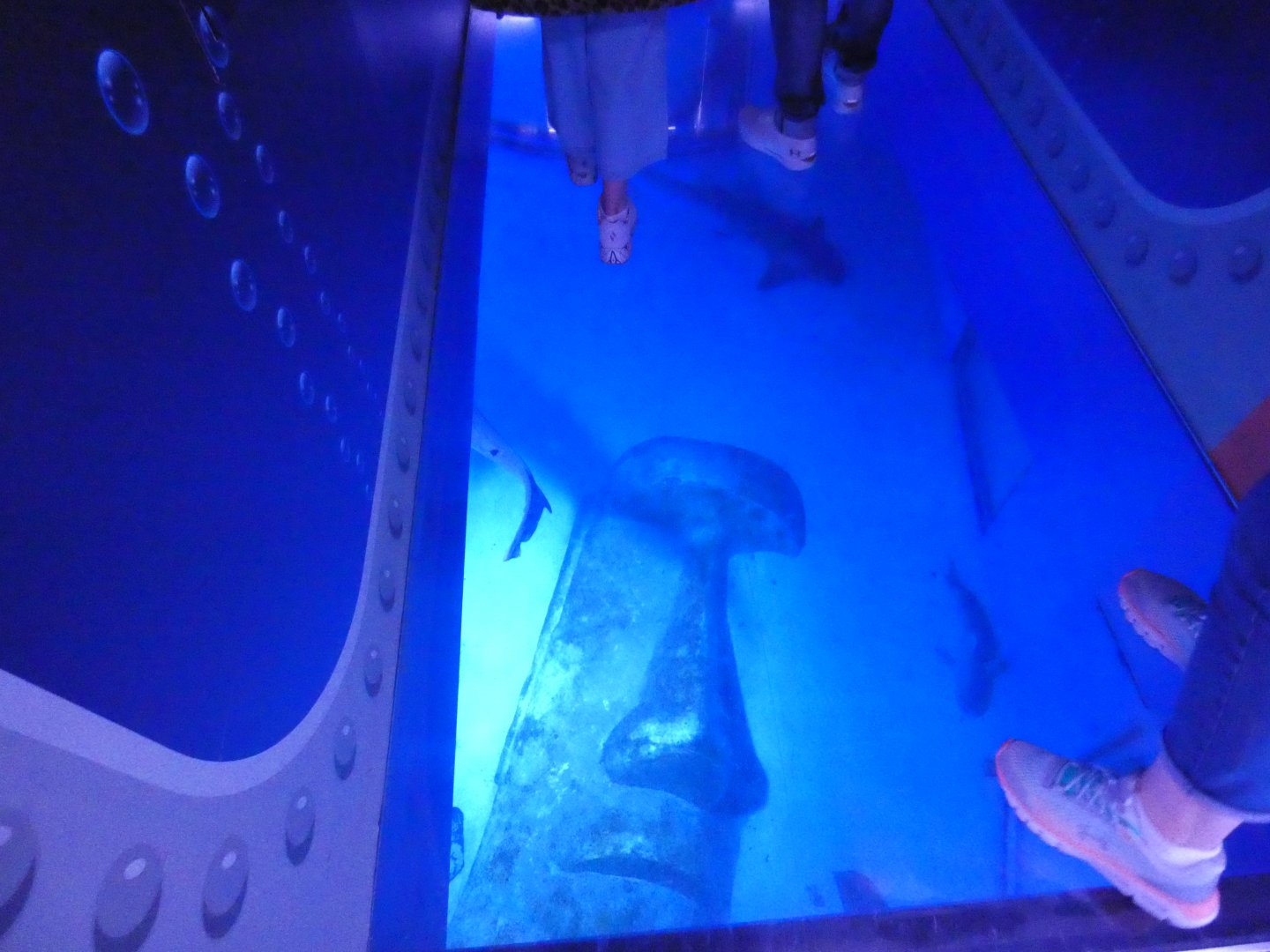 Walkway above shark tank