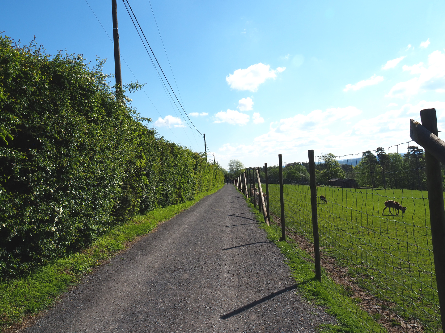 Walkway alongside the Central European red deer, Common fallow deer and European mouflon paddock, 2021-05-29