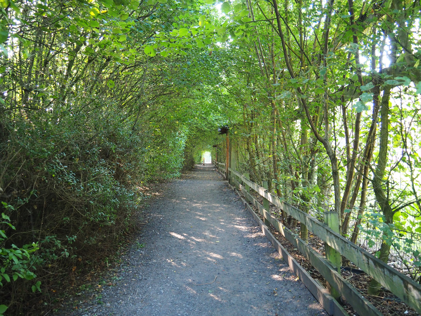 Walkway alongside the Eurasian bear exhibits, 2020-09-12