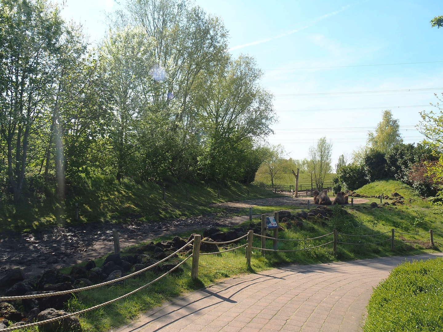 Walkway and Bactrian camel paddock, 2023-04-30