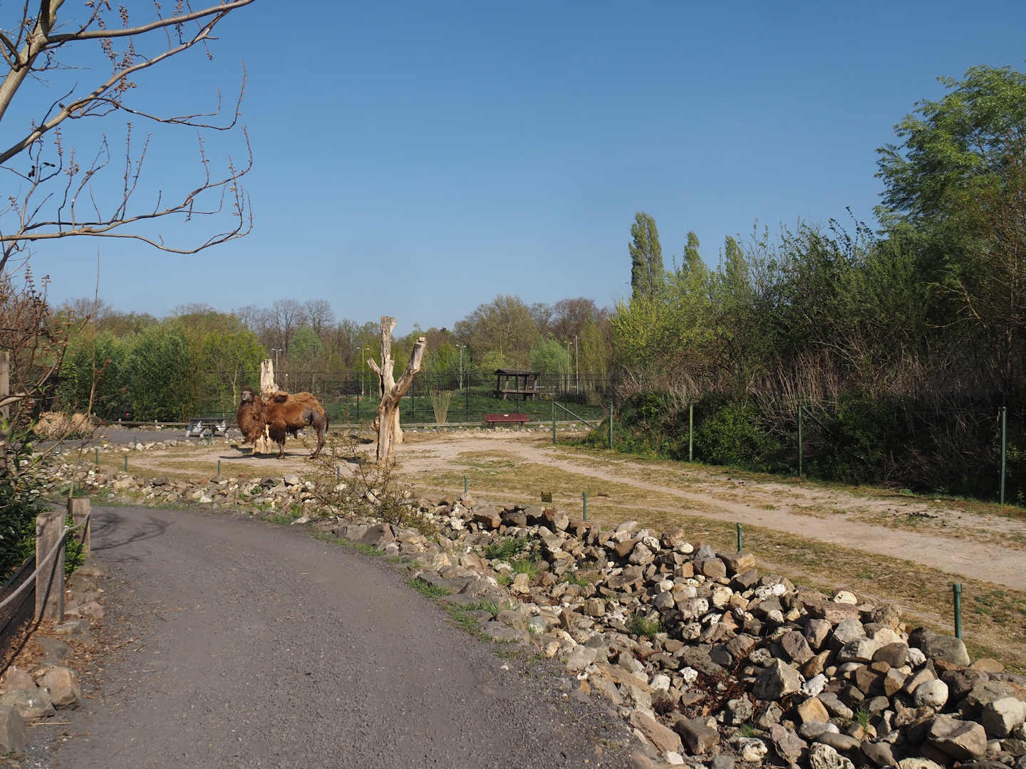 Walkway and Domestic Bactrian camel paddock, 2025-04-12