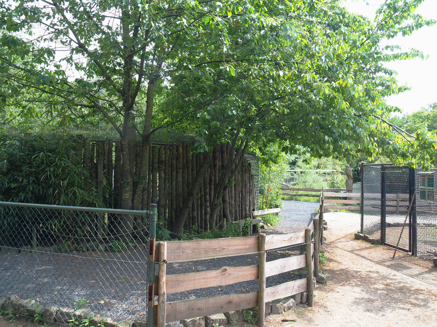 Walkway and part of the Alpaca paddock wrapping around the large mixed aviary, 2022-05-17