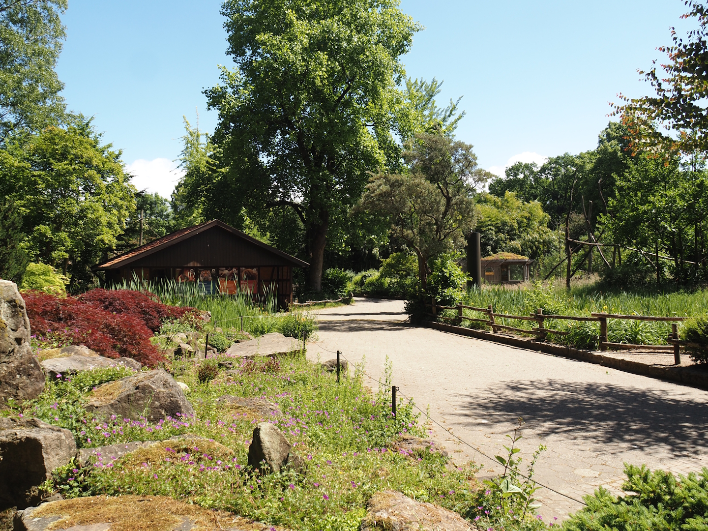 Walkway and rock garden seen towards the coati exhibit, 2025-05-22