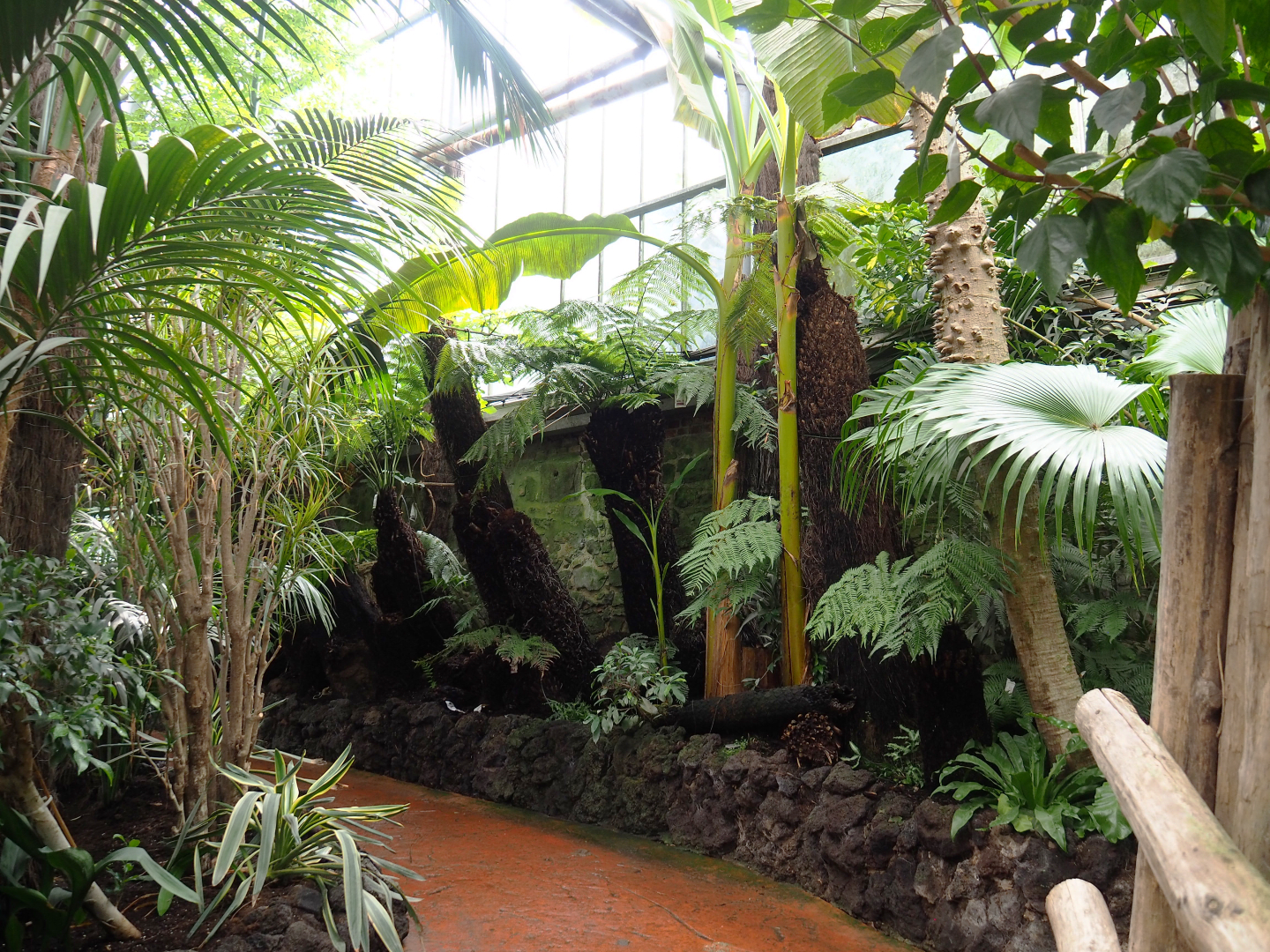 Walkway and tree fern gardens, 2022-09-15