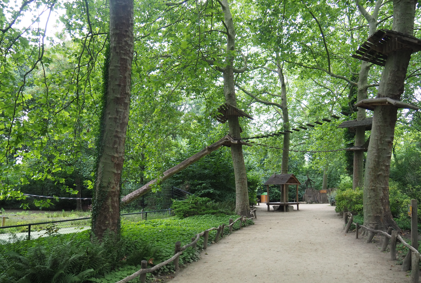 Walkway and trees with Ring-tailed and White-nosed coati climbing structures, 2020-07-14