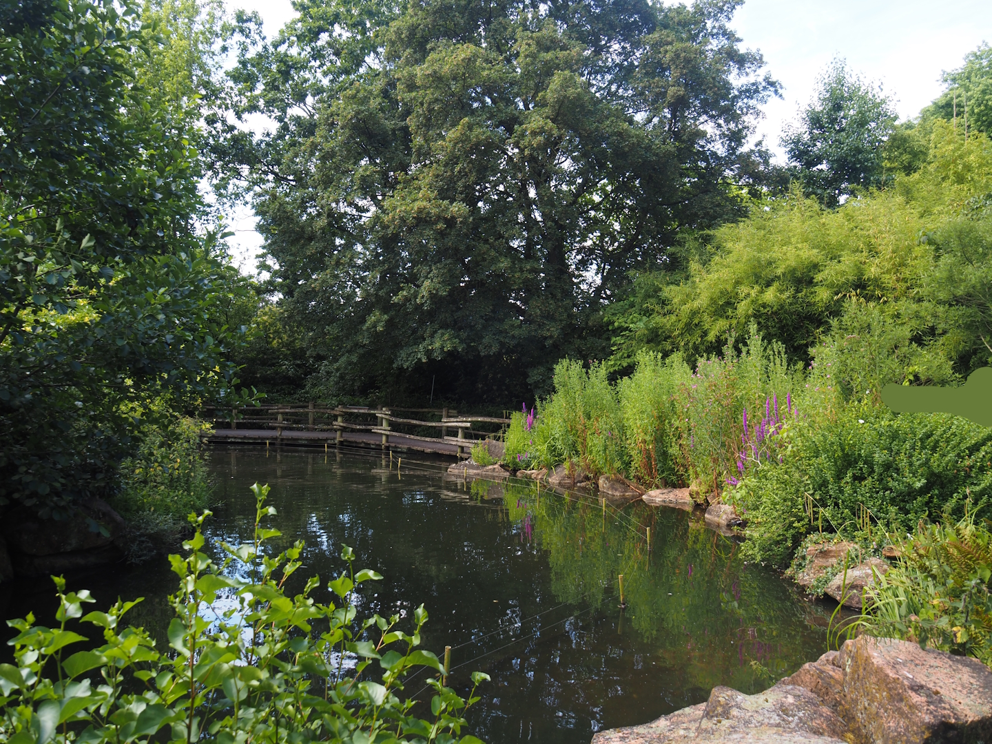Walkway and vegetation in the Asian swamp area, 2024-06-30