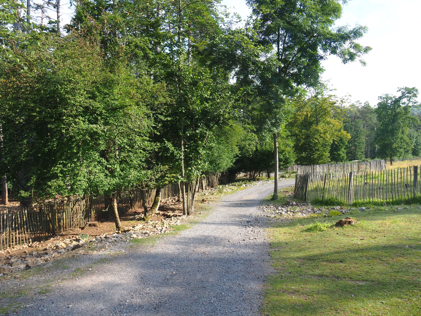 Walkway between Eurasian forest reindeer paddock and Central European wild boar paddock, 2021-08-15