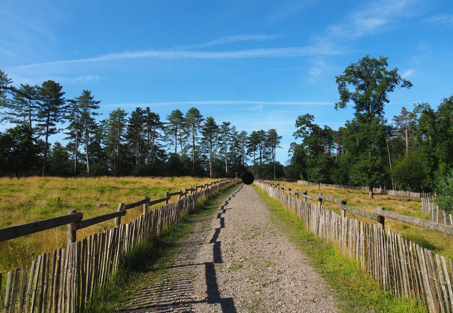 Walkway between Eurasian forest reindeer paddocks, 2021-08-15