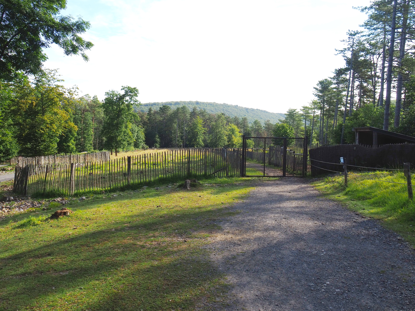 Walkway between Eurasian forest reindeer paddocks, 2021-08-15