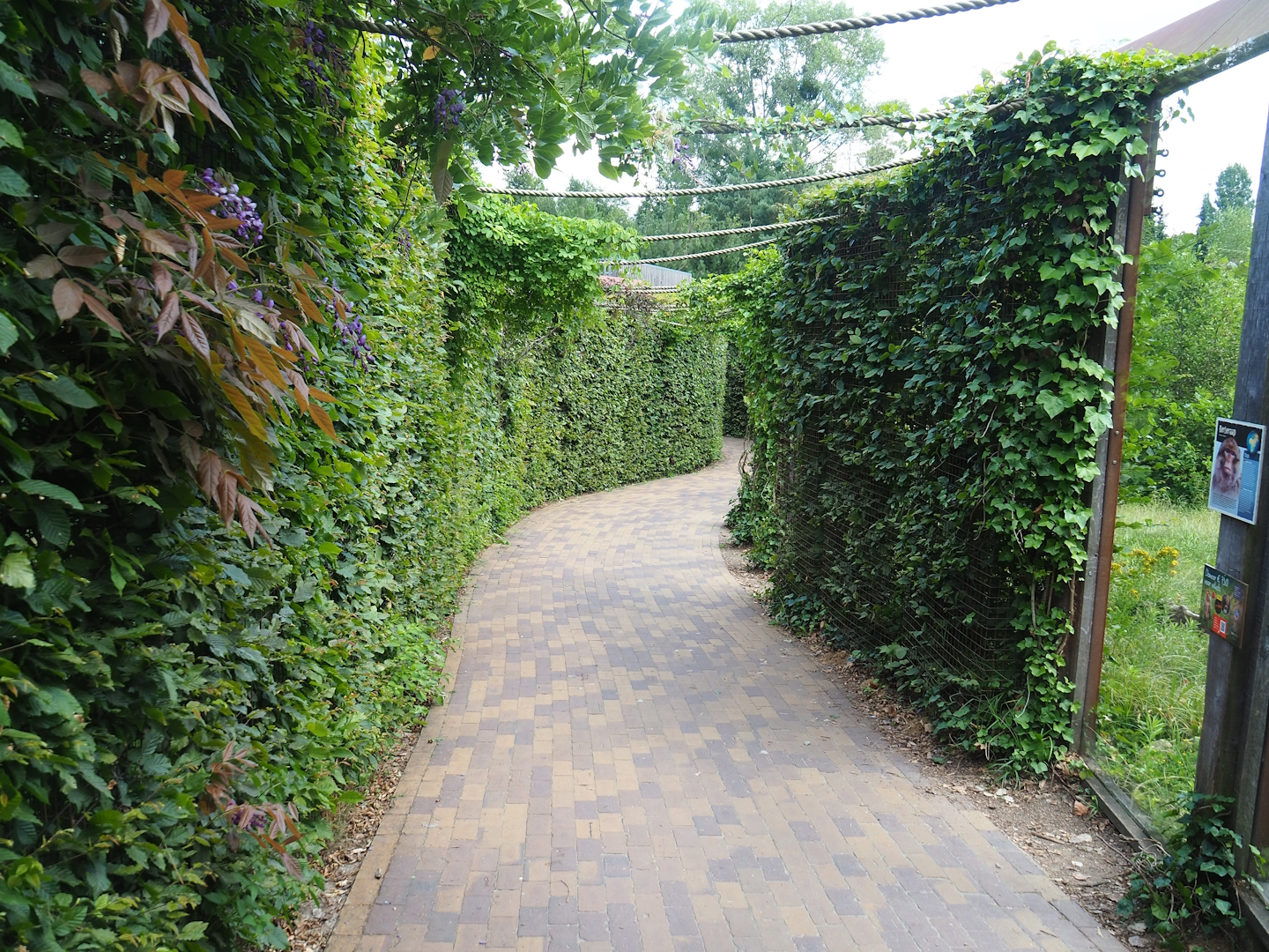 Walkway between Eurasian lynx and Barbary macaque exhibits, 2023-07-18