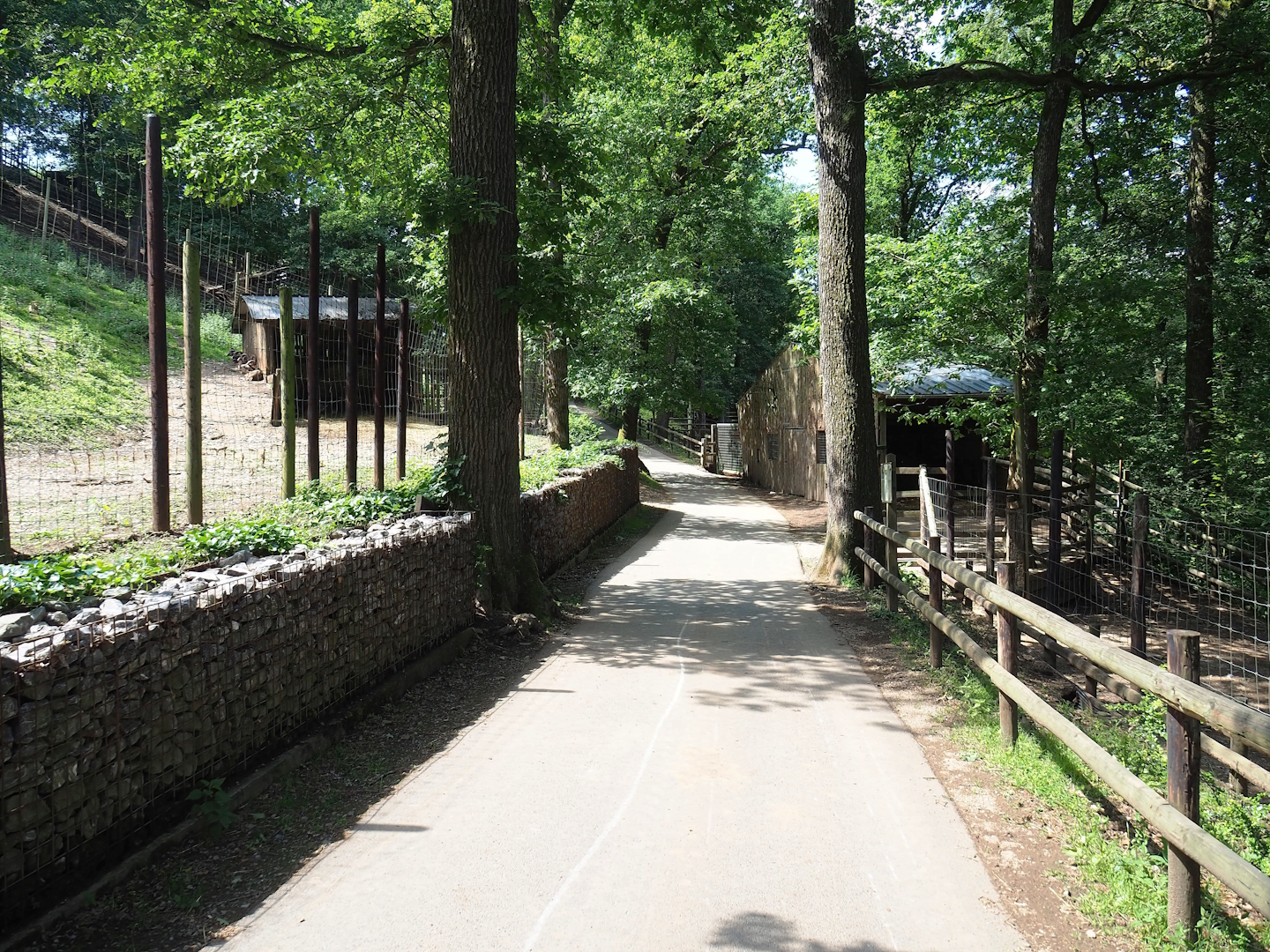 Walkway between European mouflon and Domestic reindeer exhibits, 2023-06-24