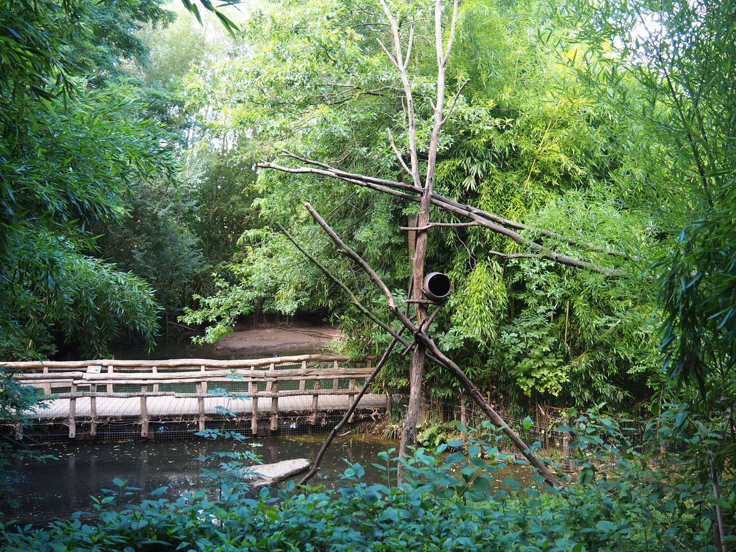 Walkway bridge and parts of the crab-eating raccoon and collared peccary exhibits, 2019-08-11