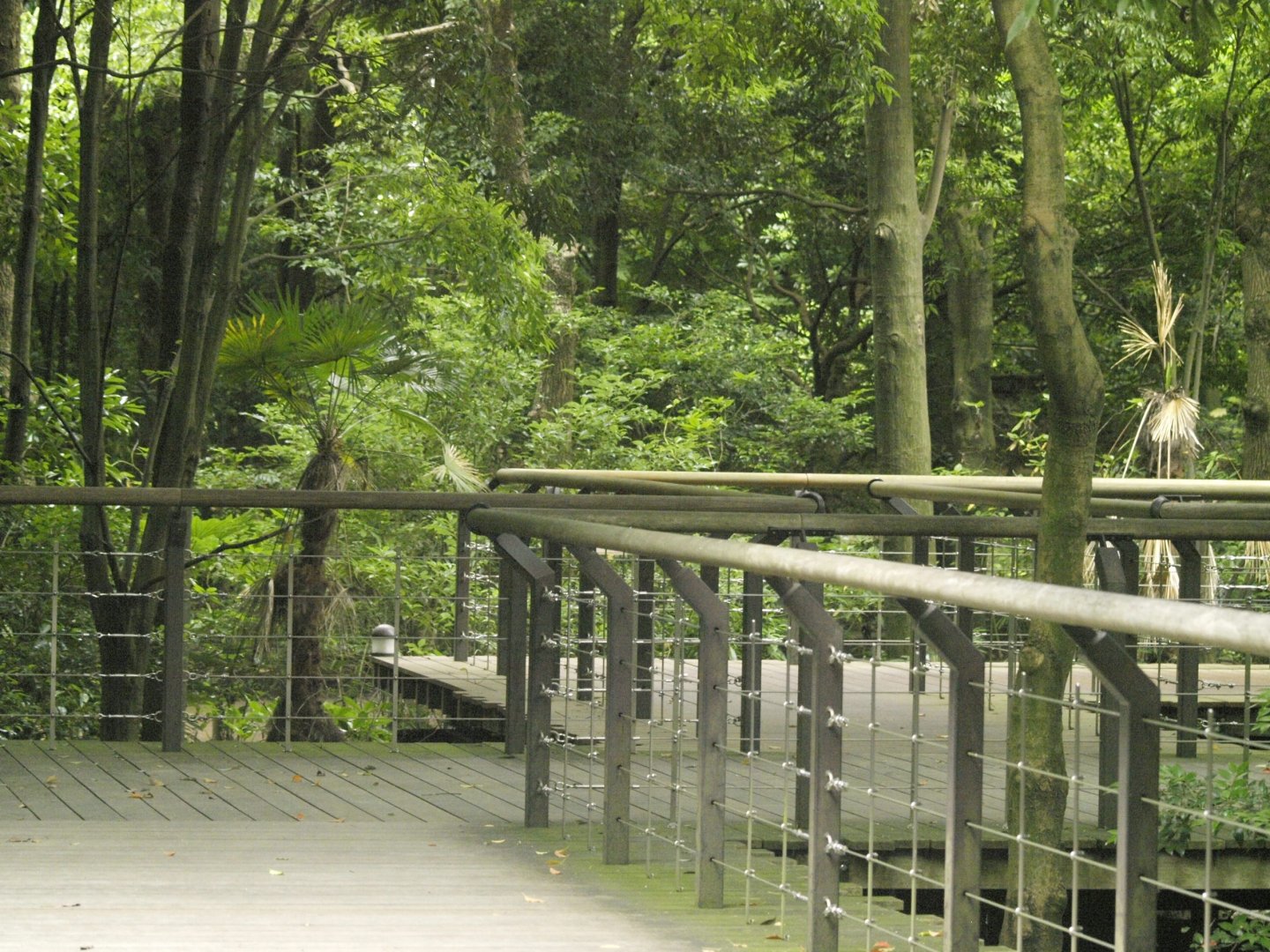 Walkway for Asian primates