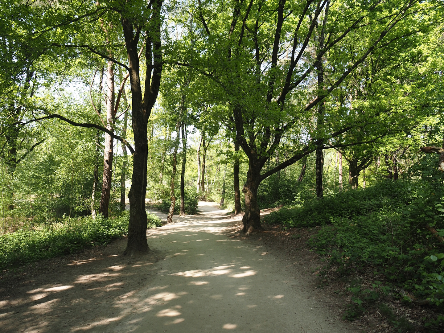 Walkway heading towards the black rhinos, 2025-04-30
