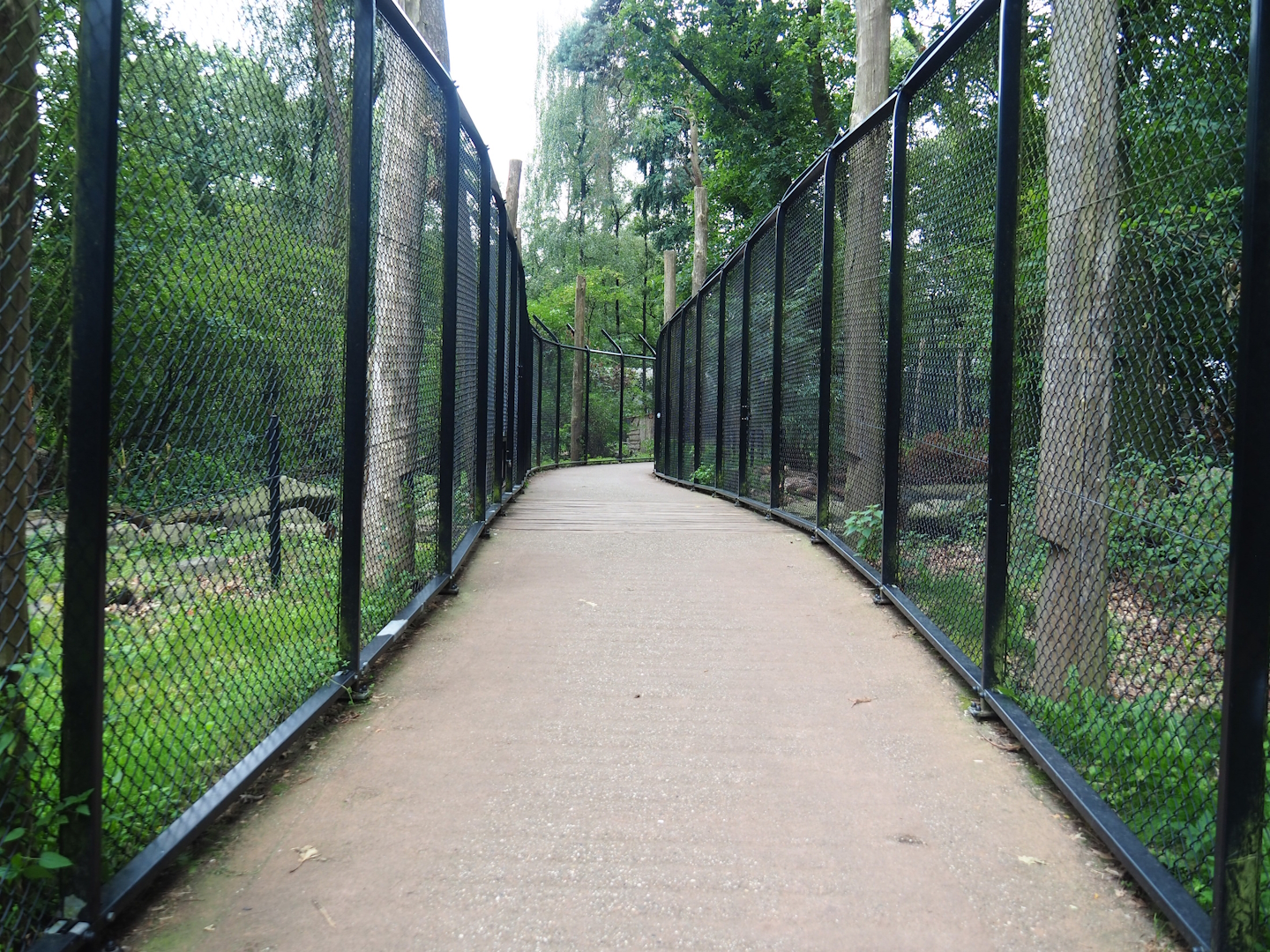 Walkway in bear forest area, 2023-08-17