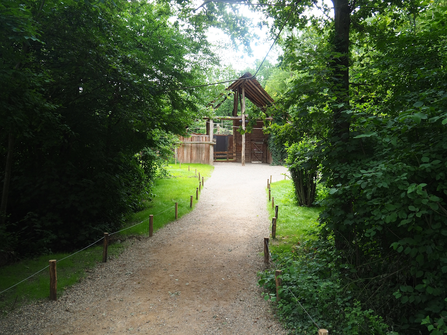 Walkway in Bolivian squirrel monkey forest, 2023-07-18