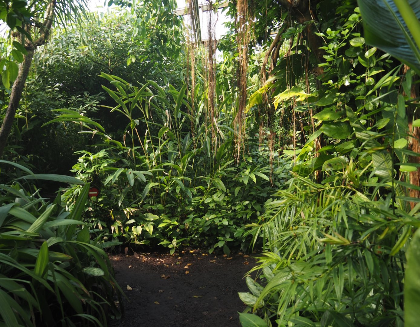 Walkway in Burgers' Bush, 2025-05-17