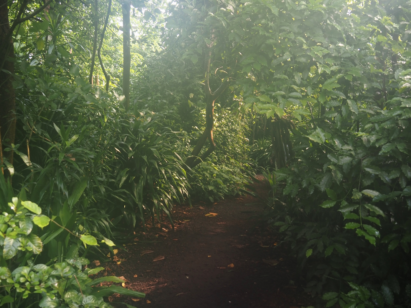 Walkway in Burgers' Bush, 2025-05-17