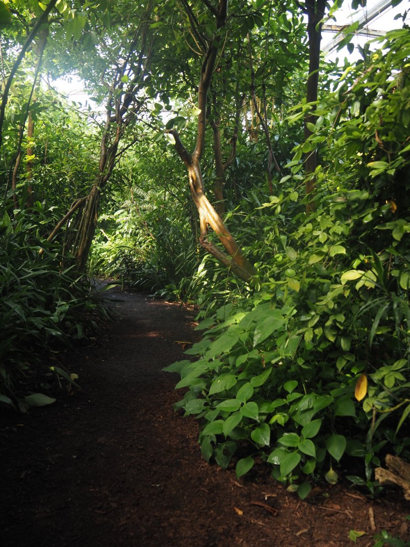 Walkway in Burgers' Bush, 2025-05-17