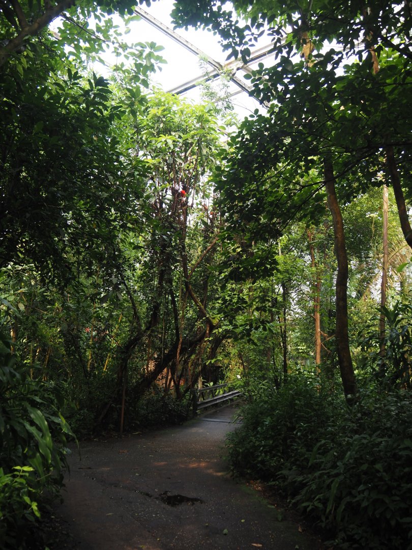 Walkway in Burgers' Bush, 2025-05-17