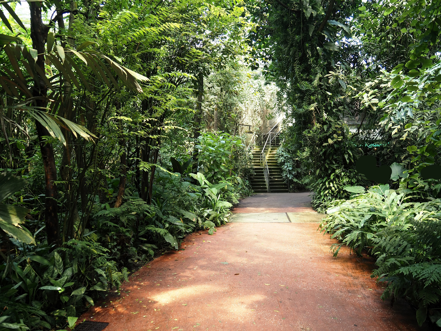 Walkway in bush heading towards the restaurant, 2025-05-17