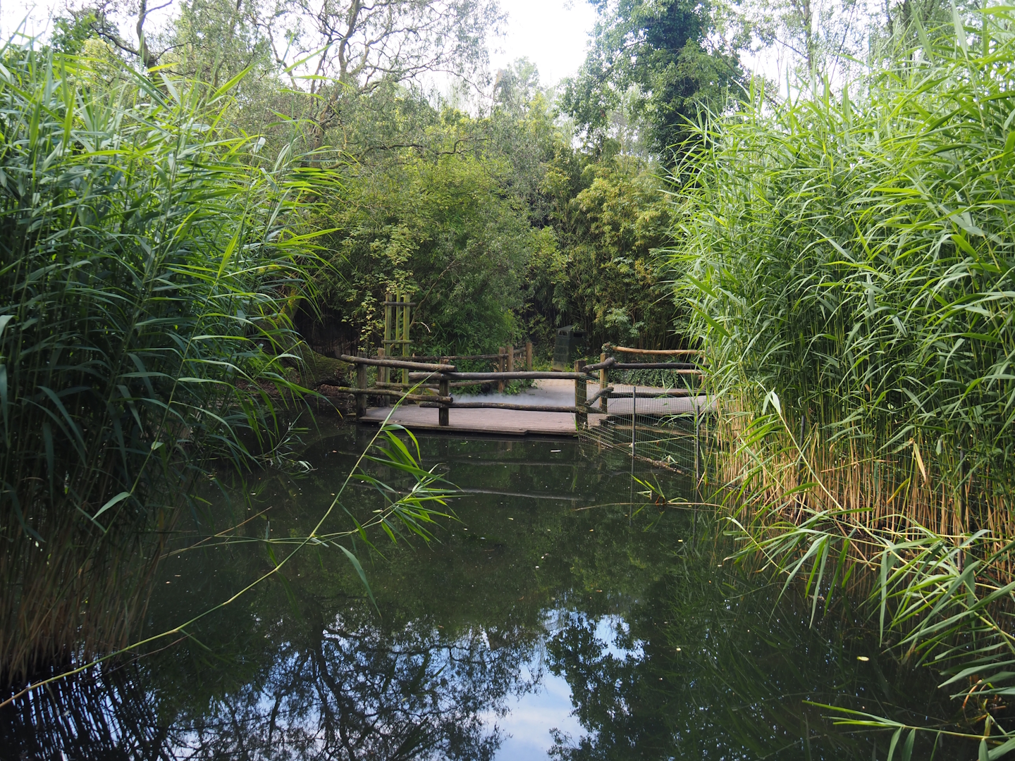 Walkway in the Asian swamp area, 2024-06-30
