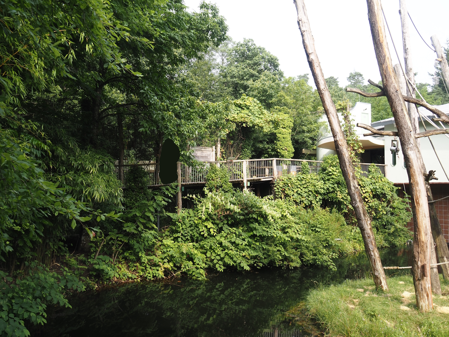 Walkway in the Bornean orangutan area, 2024-08-18