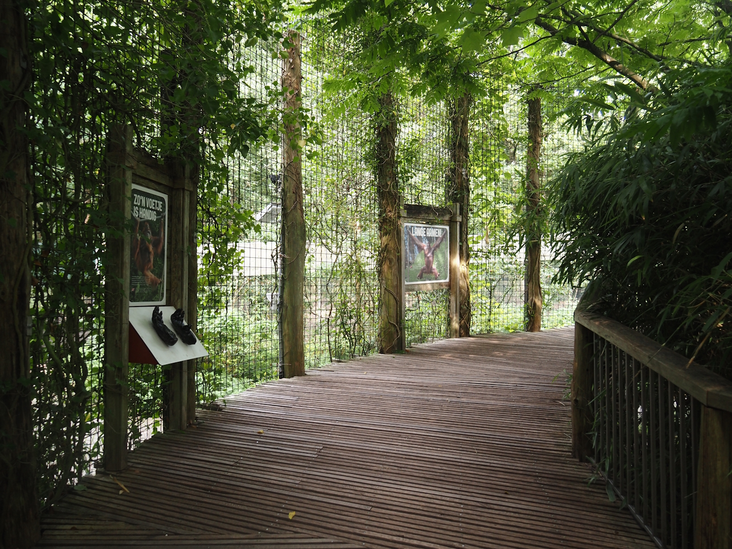 Walkway in the Bornean orangutan area, 2024-08-18