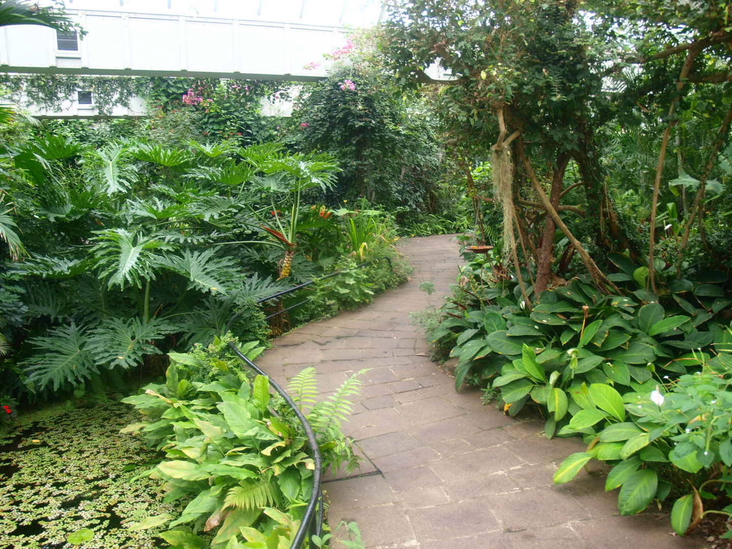 Walkway in the butterfly garden,, 2015-07-19