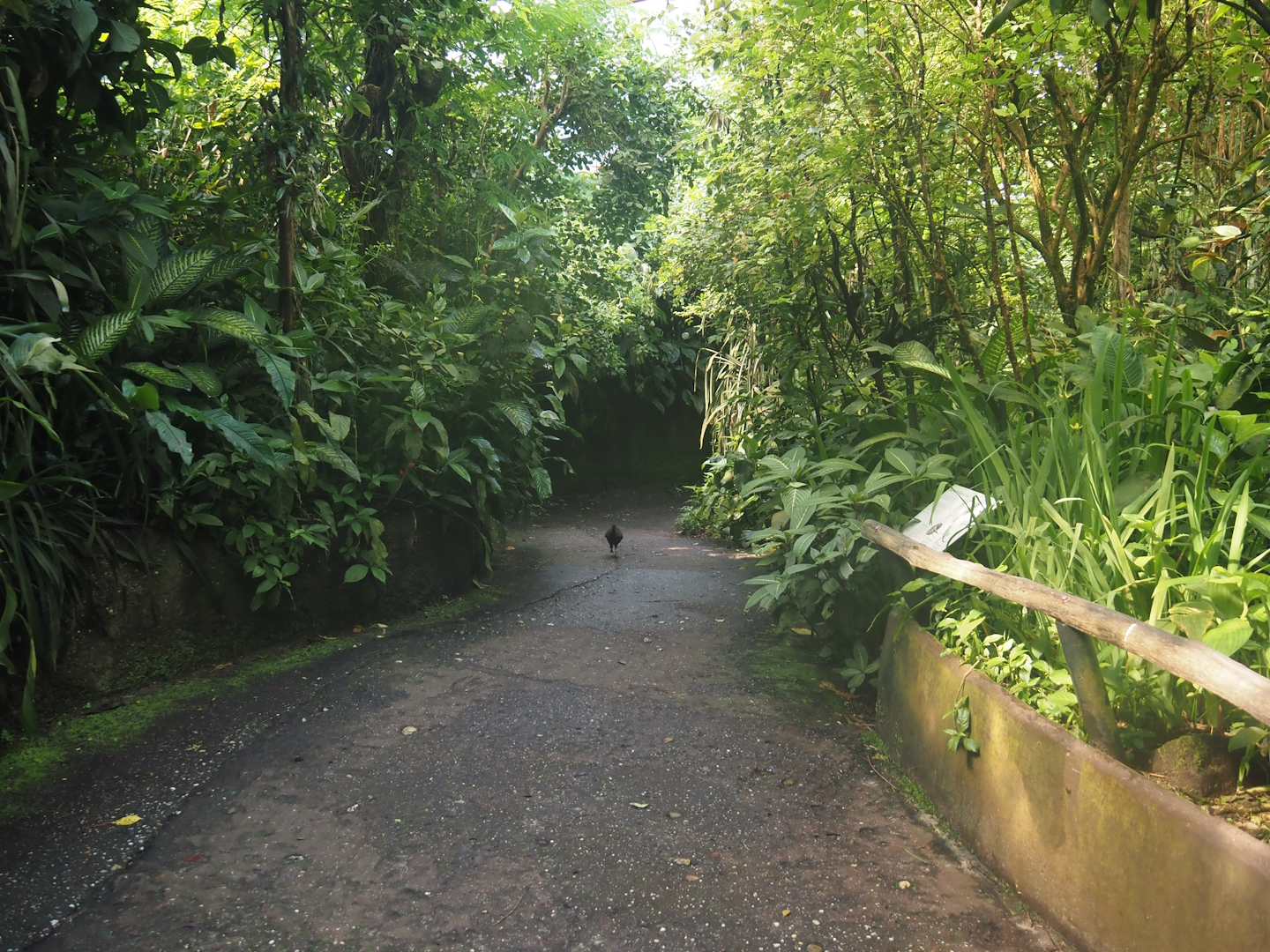 Walkway in the caiman area in Burgers' Bush, 2025-05-17