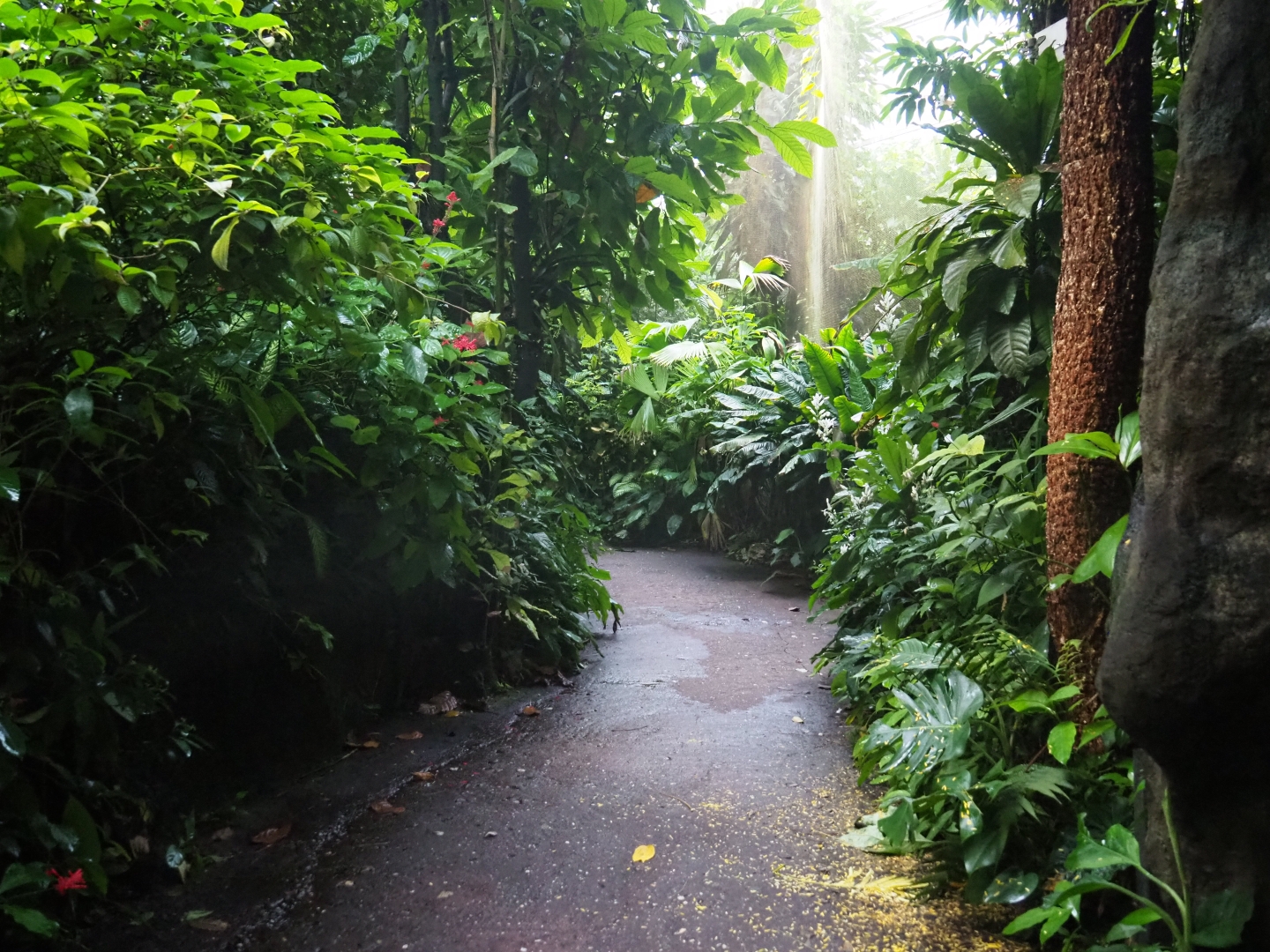 Walkway in the caiman section of the Bush (Sep 16th, 2018)