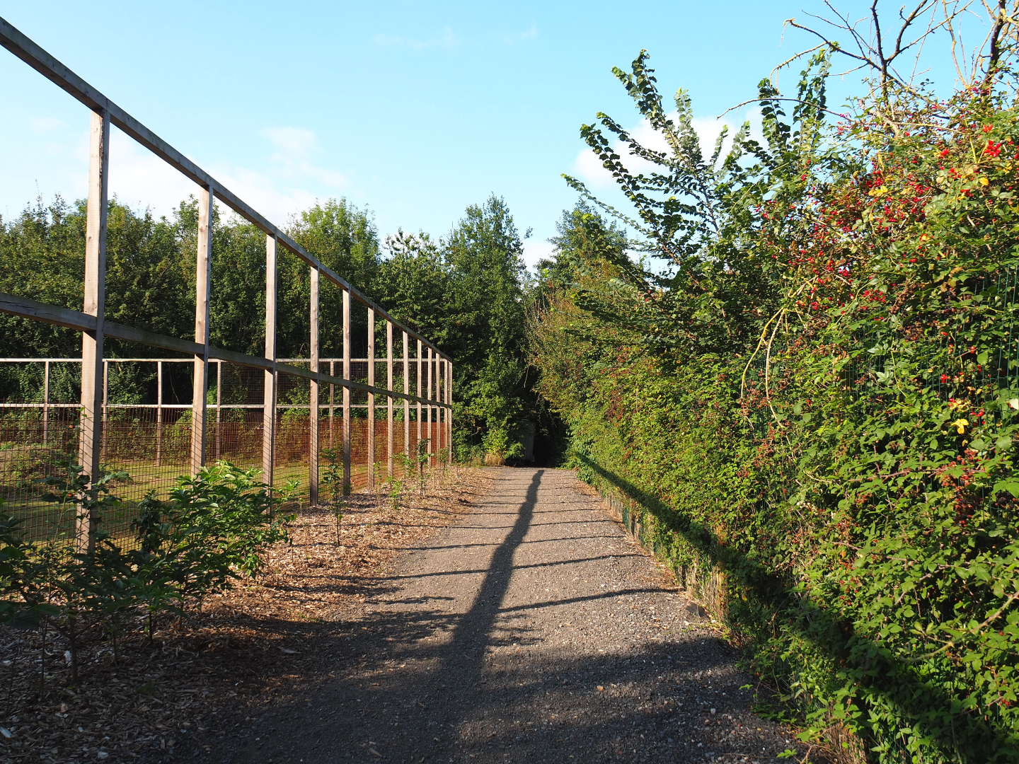 Walkway in the grazing animal area, 2020-09-12