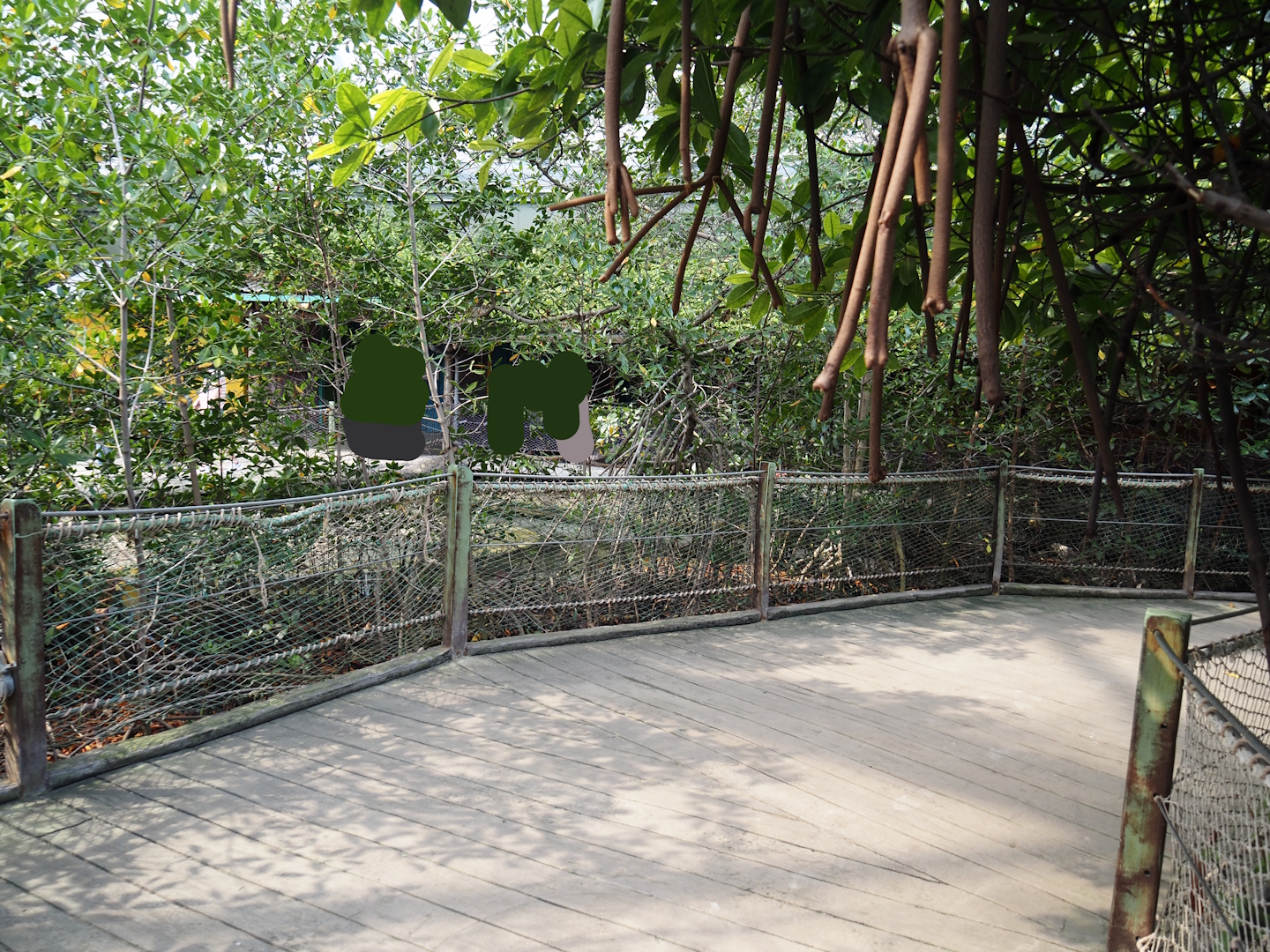 Walkway in the Mangrove, 2025-05-17