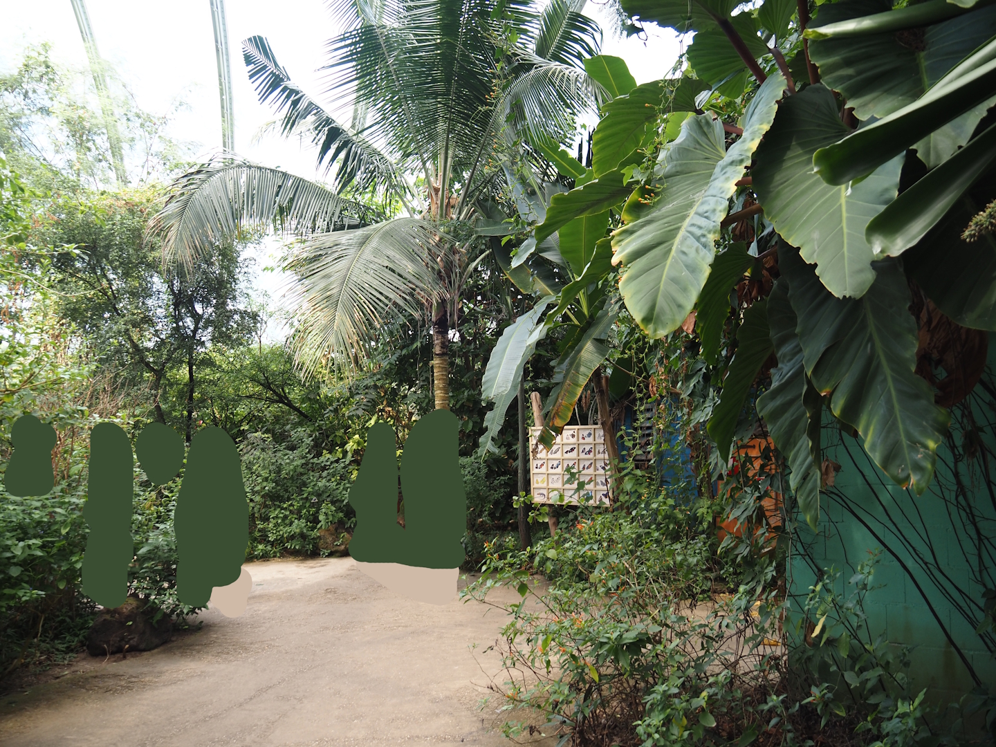 Walkway in the Mangrove near the butterfly raising and chrysalis area, 2025-05-17
