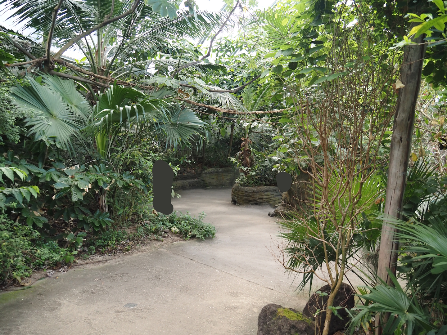 Walkway in the Mangrove, with climbing ropes and vines for red titis above, 2025-05-17