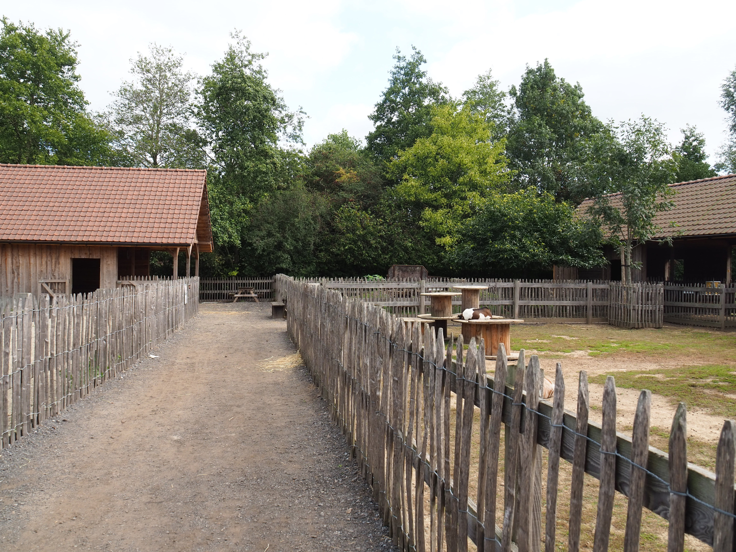 Walkway in the petting zoo area, between the Alpaca/Pygmy goat and pony paddocks, 2020-09-12