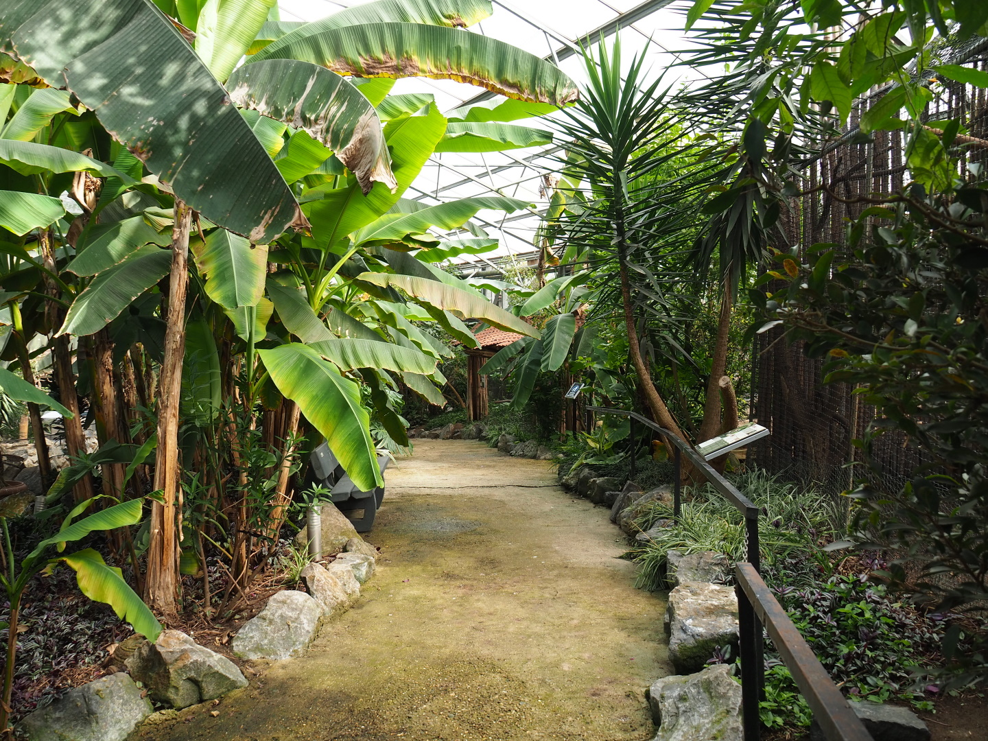 Walkway in the tropical hall, 2021-06-15