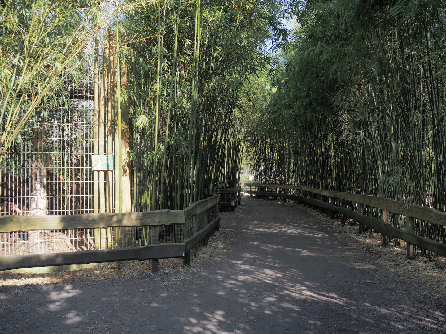 Walkway next to Clouded leopard exhibit, 2025-04-12