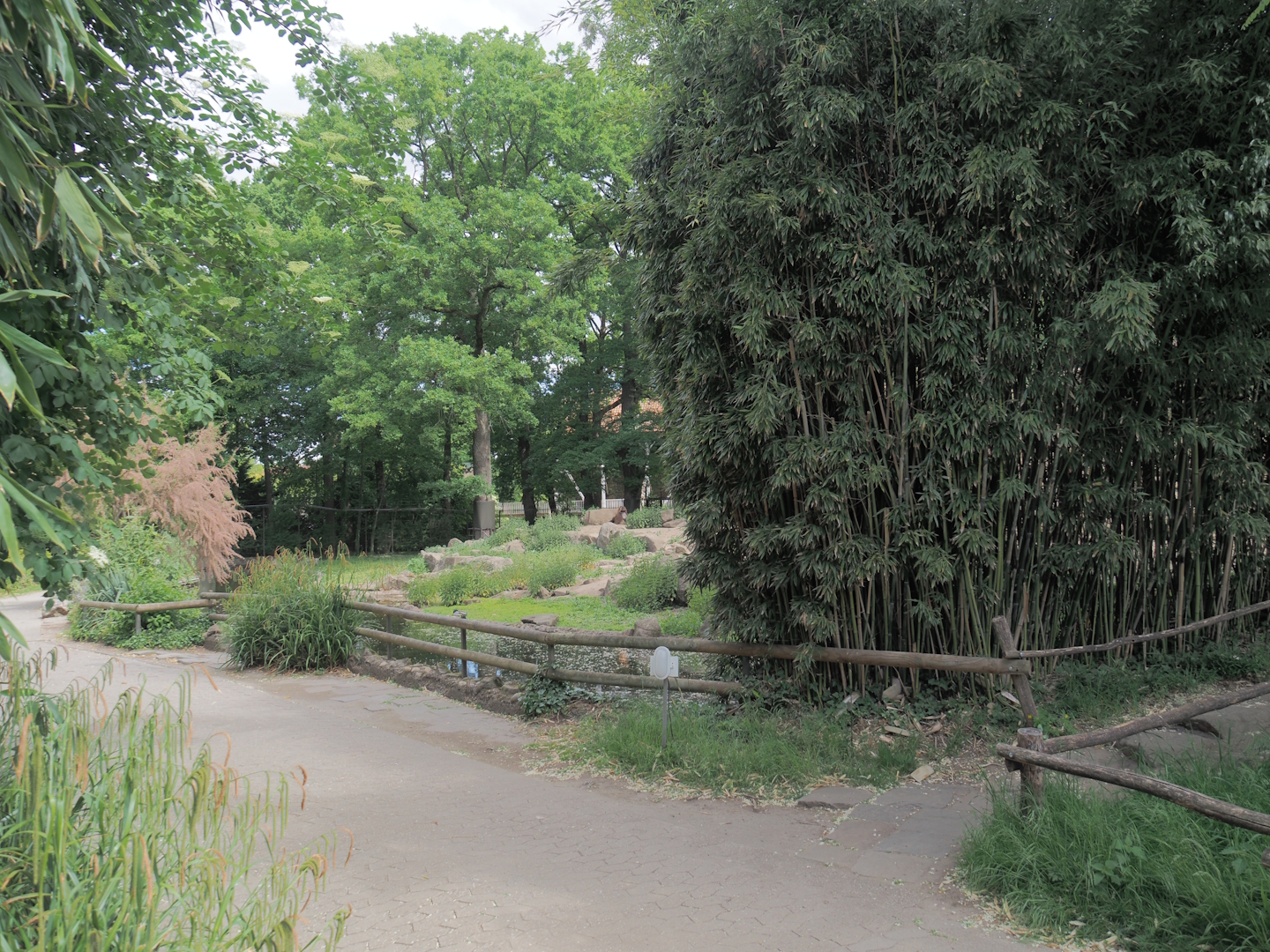 Walkway next to the first gelada exhibit, 2025-05-22