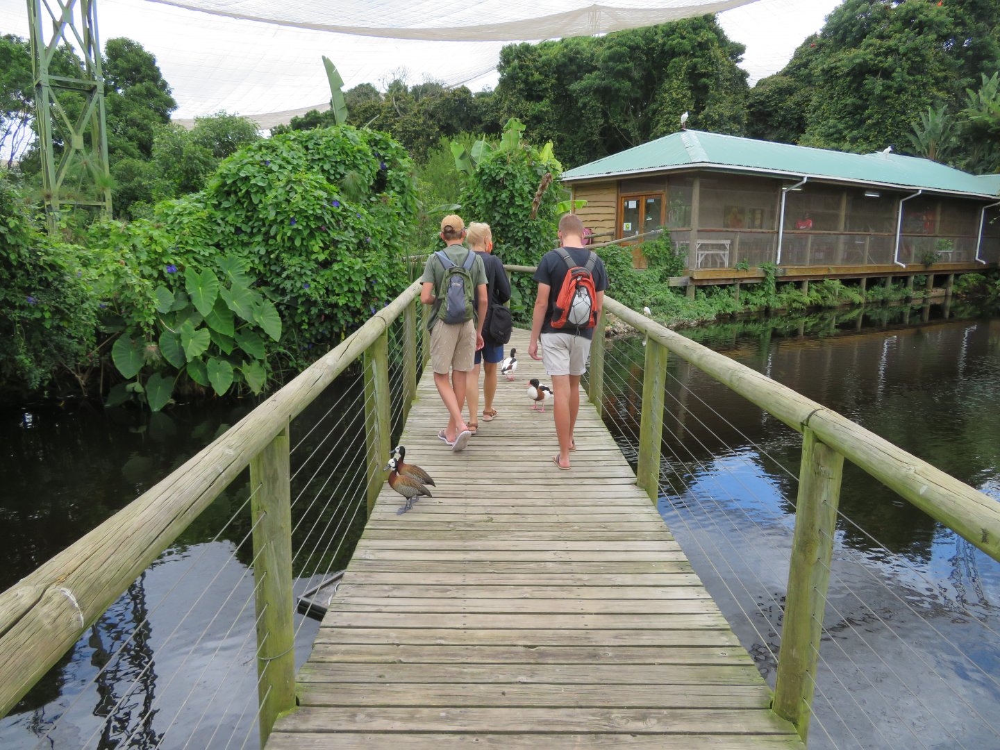 Walkway over pond to Jandaya Cafe