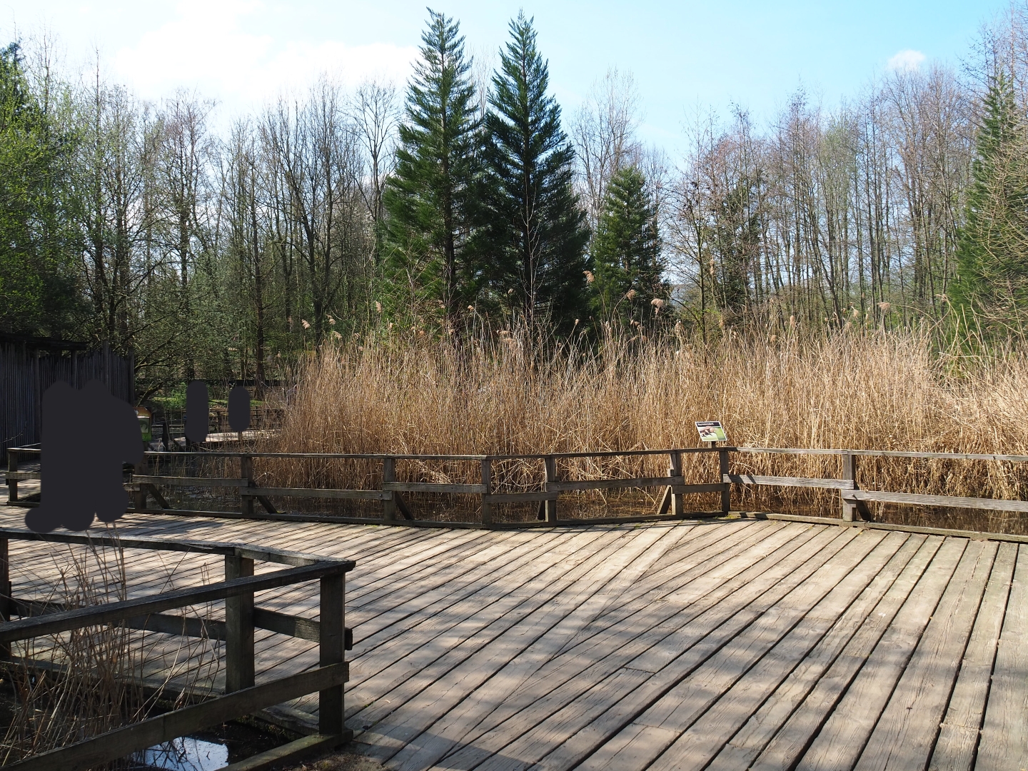 Walkway through marshy area, 2019-03-30