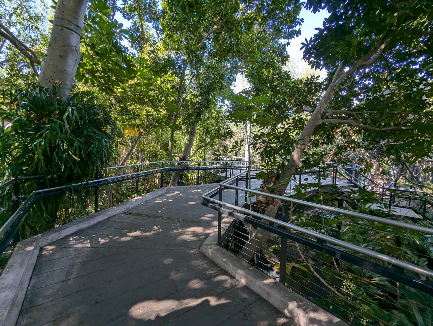 Walkway Through Monkey Trail