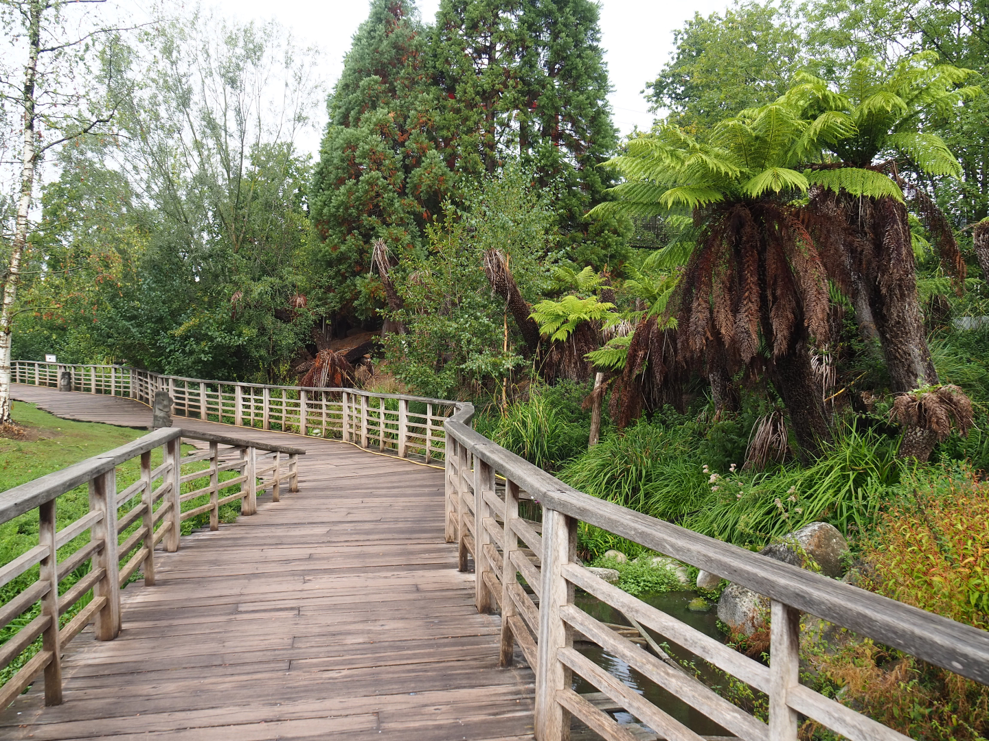 Walkway through the Emu, Kangaroo and Wallaby and Tasmanian tree fern garden, 2022-09-15
