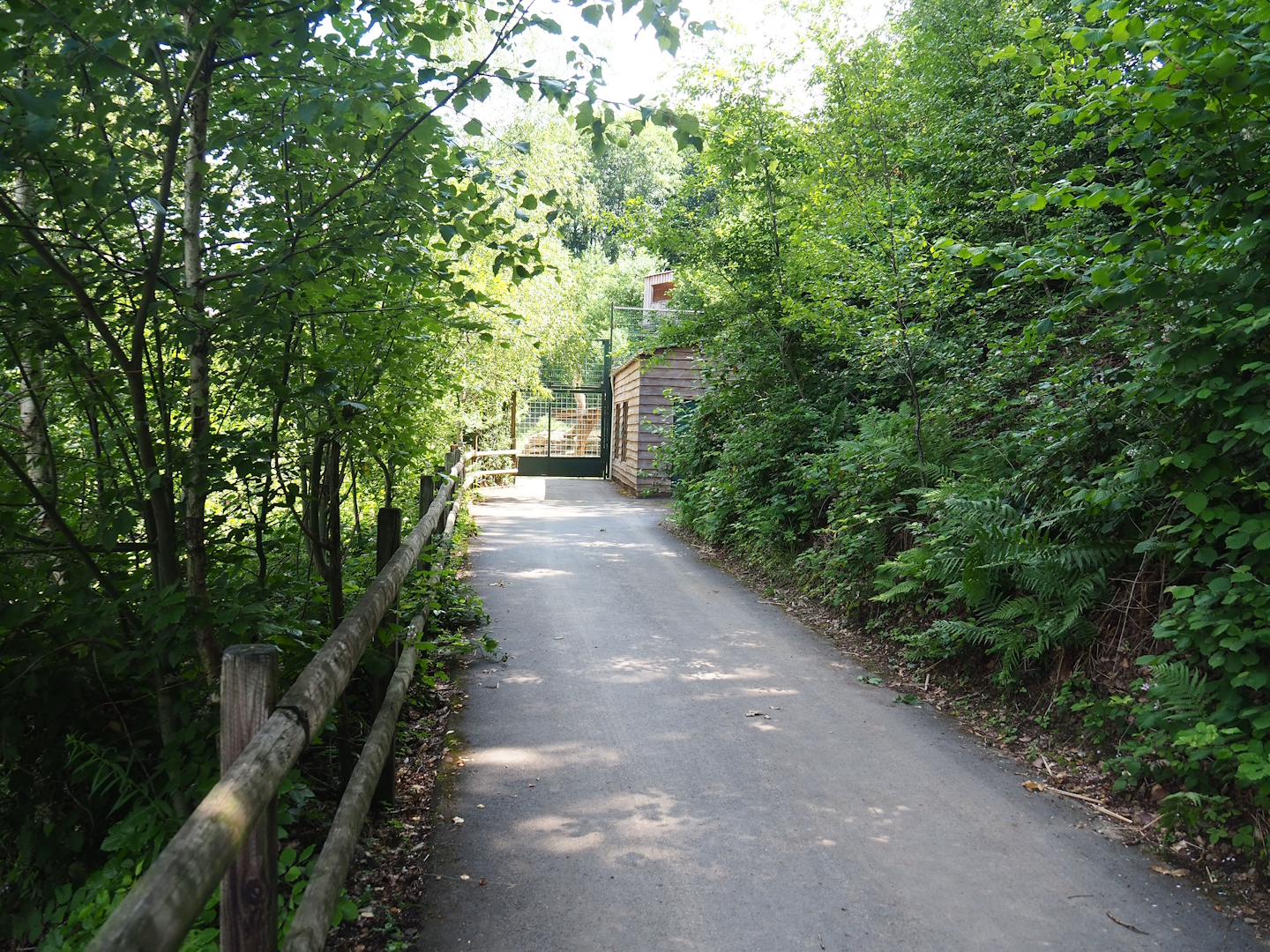 Walkway to lower Amur tiger viewing area, 2023-06-24