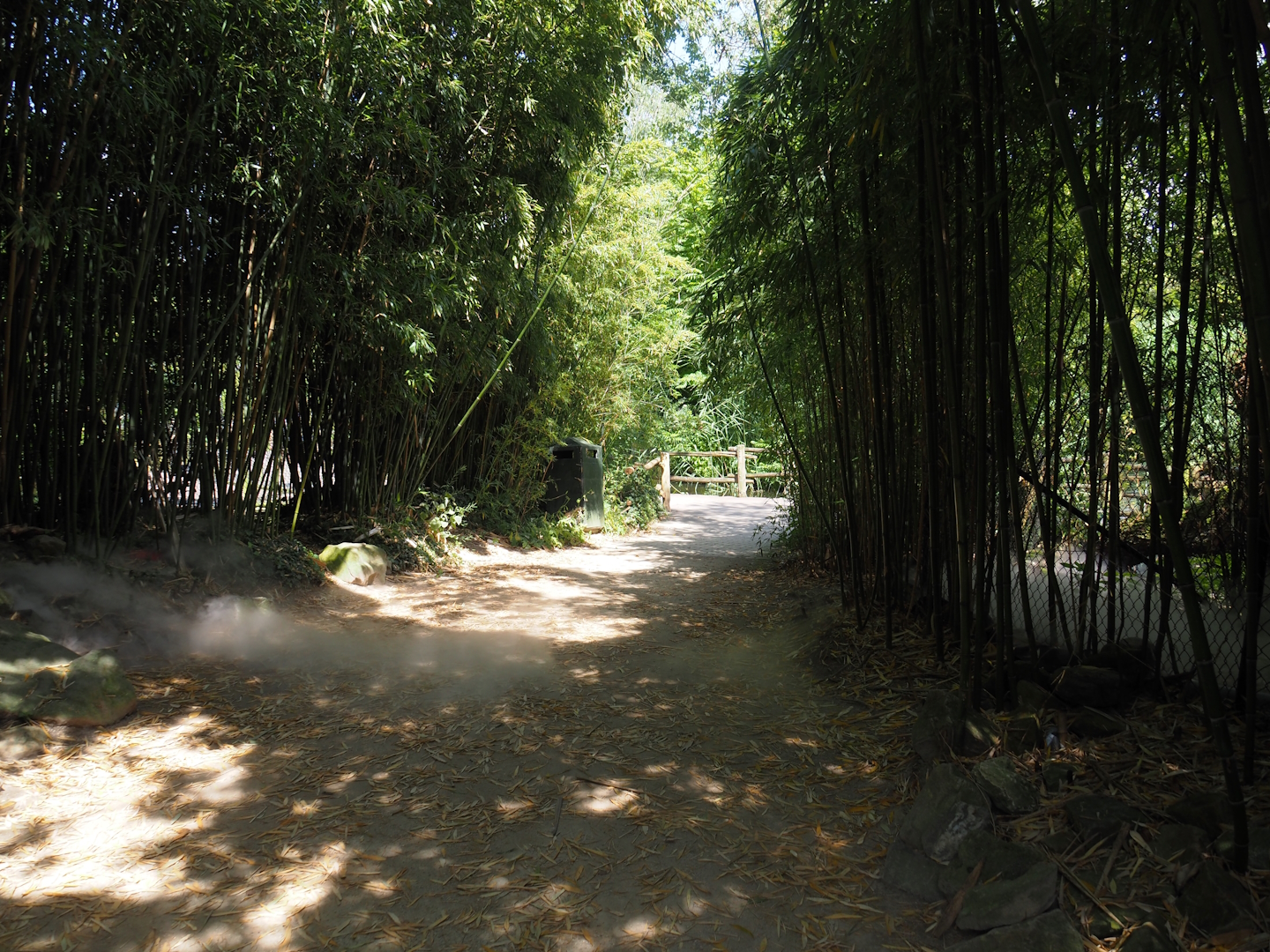Walkway with bamboos and mist in the Asian swamp area, 2024-06-30