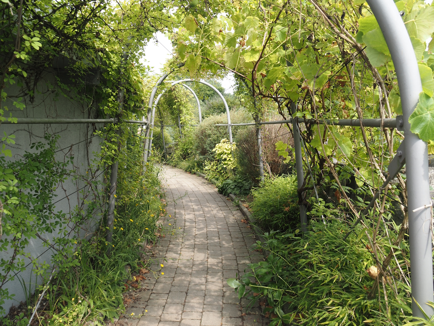 Walkway with climbing plants between orangutan islands and Asian restaurant, 2024-08-05