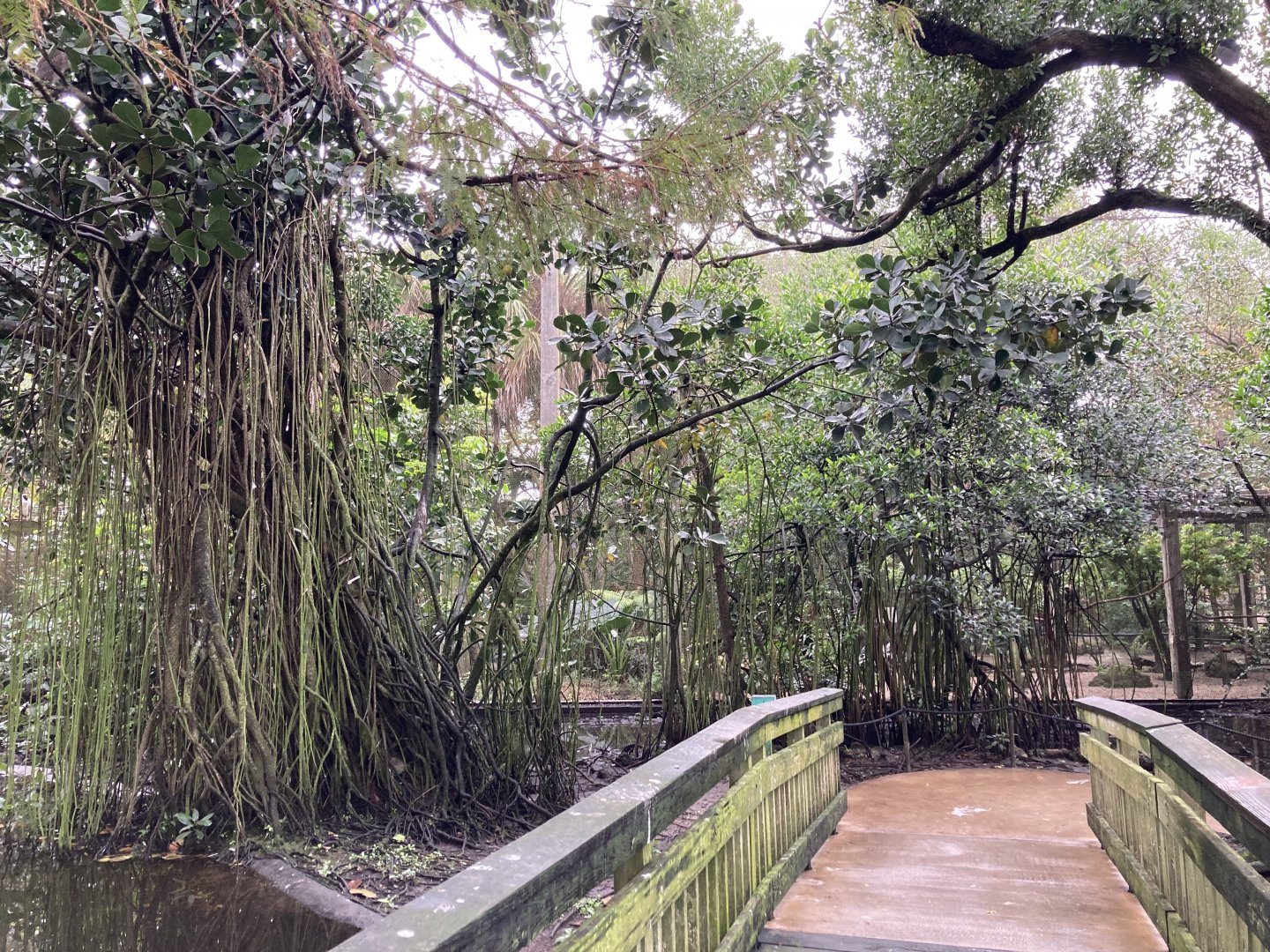 Walkway with nice plantings