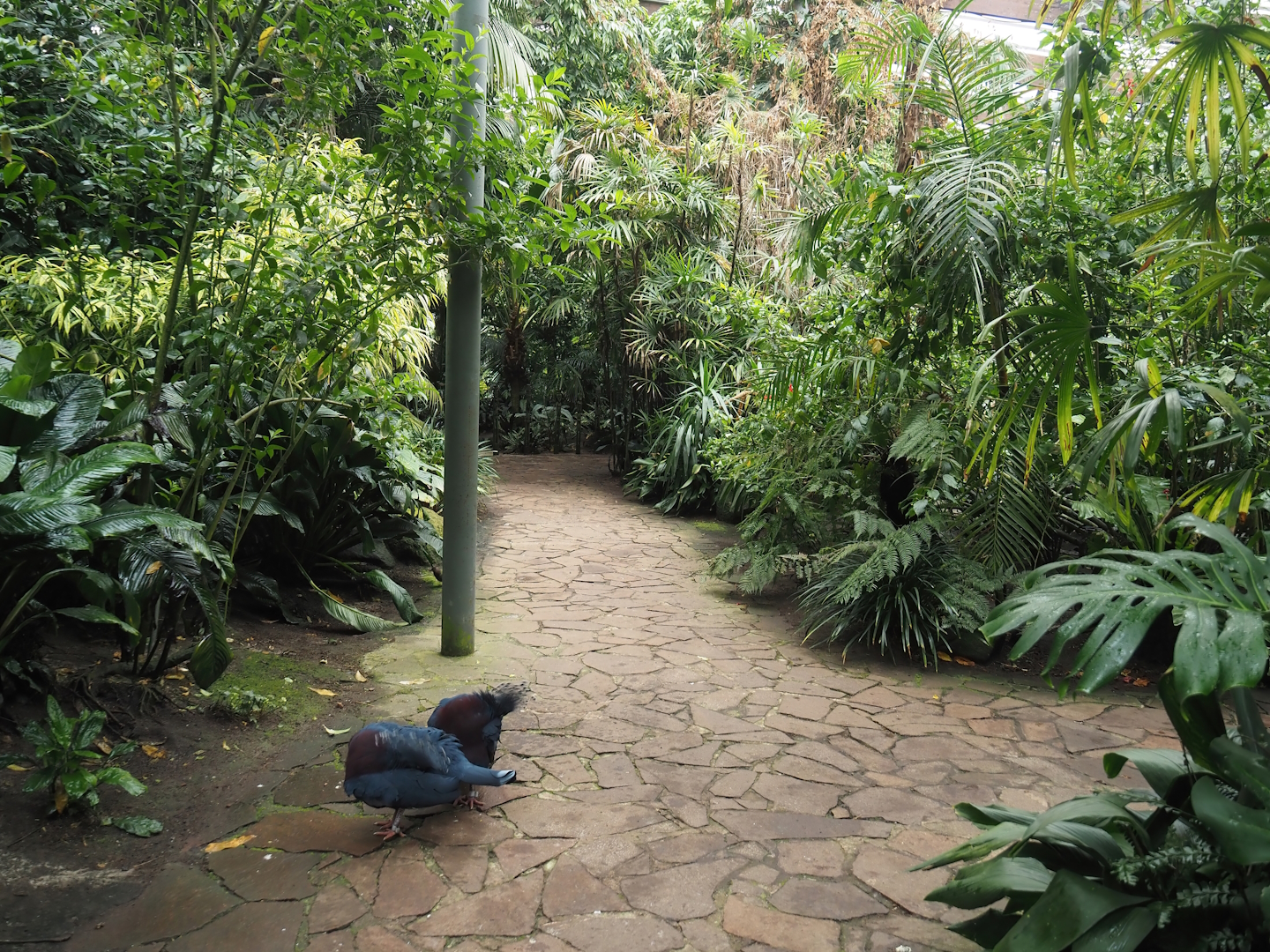 Walkways in Jungle Trail, 2024-05-22