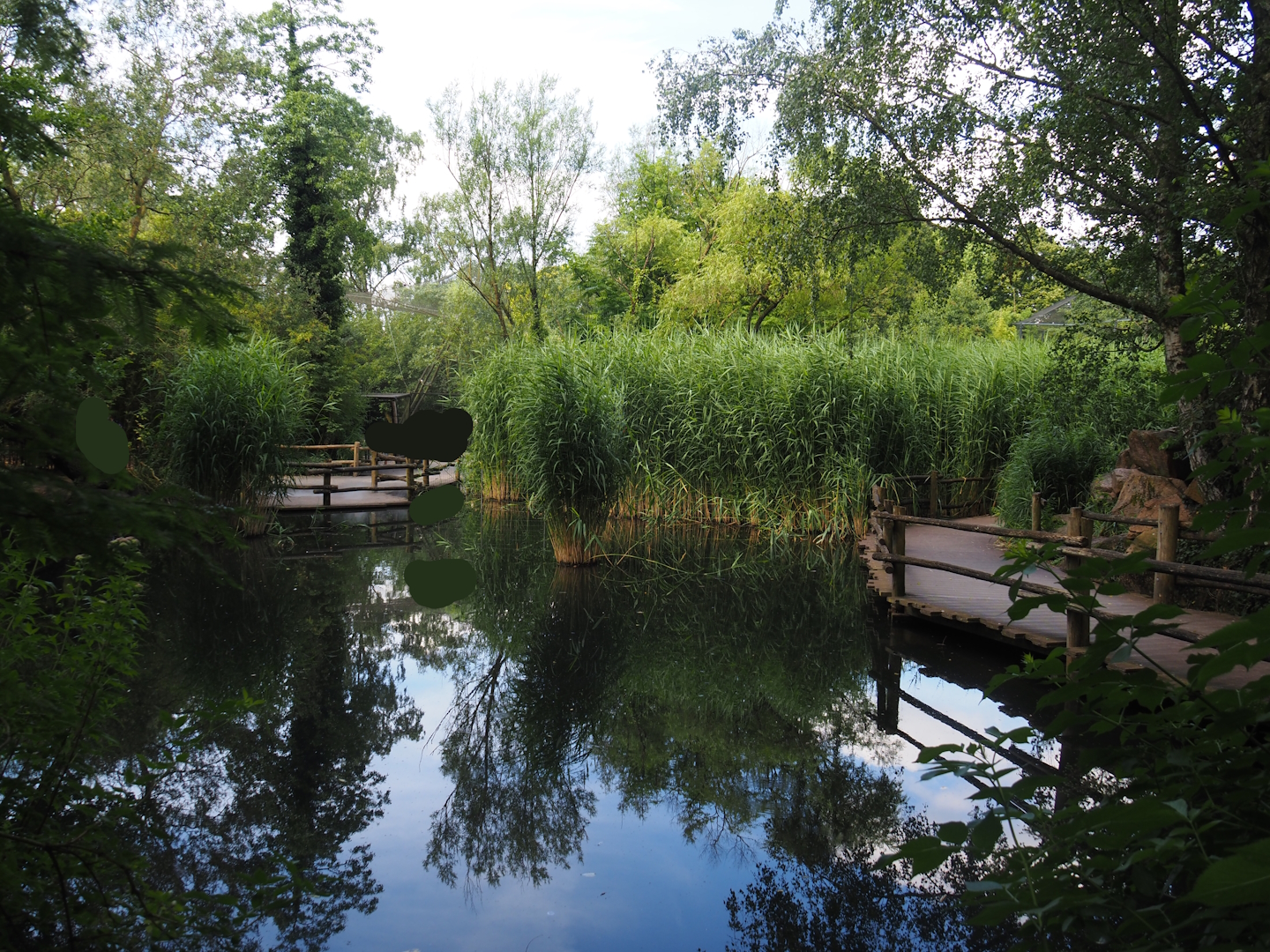 Walkways in the Asian swamp area, 2024-06-30
